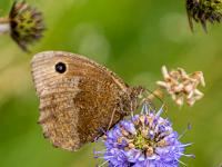 Blaukernauge auf Blüte im Moor, Flügelunterseite